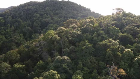 Aerial-ascending-shot-of-tropical-lush-dense-forest