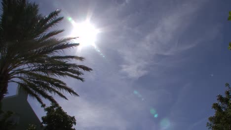 Palme-Und-Die-Heiße-Karibische-Sonne