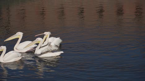 Rosa-Pelikanfamilie,-Die-Auf-Einer-Oberfläche-Auf-Einem-Wasser-Schwimmt