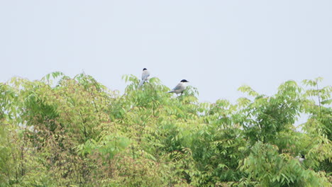 Two-Azure-winged-Magpie-Birds-Resting-On-Top-Of-Leafy-Tree-During-Daytime-In-Tokyo,-Japan