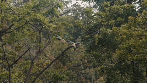 three-green-macaw-flying-to-a-tree-in-a-forest-in-Costa-Rica