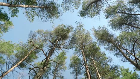 View-of-Pine-Tree-Tops-with-Clear-Blue-Sky-on-Sunny-Day-in-Smiltyne
