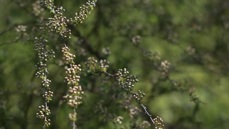 Branches-covered-with-small-flower-buds,-pull-focus