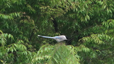 Azure-winged-Magpie-Bird-Perching-Then-Flew-Away-From-The-Tree-In-Tokyo,-Japan---close-up