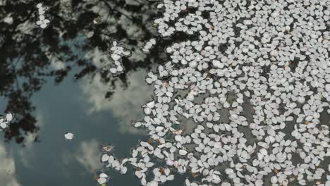 White-petals-of-cherry-flowers-on-surface-of-water
