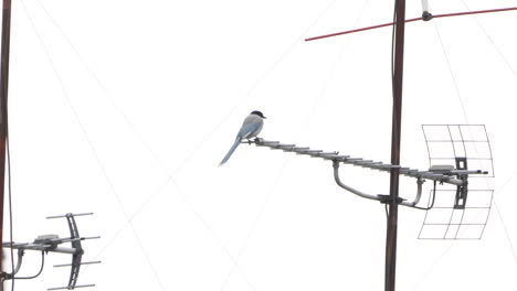 Azure-winged-Magpie-Perching-On-An-Antenna-And-Rubbing-Its-Beak-Against-It-In-Tokyo,-Japan---low-angle-shot