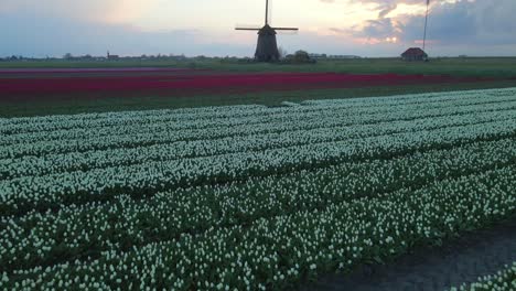 Serene-sunrise-at-iconic-Dutch-windmill-with-beautiful-tulips,-aerial