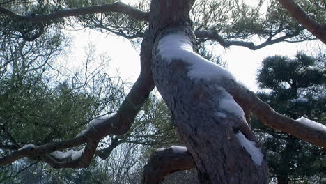 Snow-covered-trunk-of-a-pine-tree