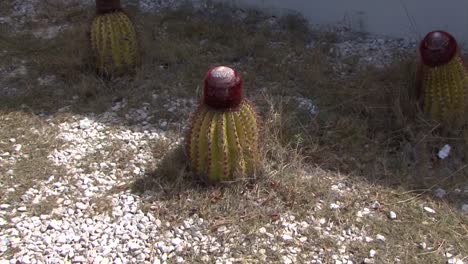 Cactus-De-Cabeza-Turca,-Grand-Turk,-Islas-Turcas-Y-Caicos