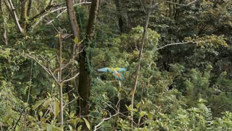 Colorido-Gran-Guacamayo-Verde-Volando-En-La-Naturaleza-En-Costa-Rica