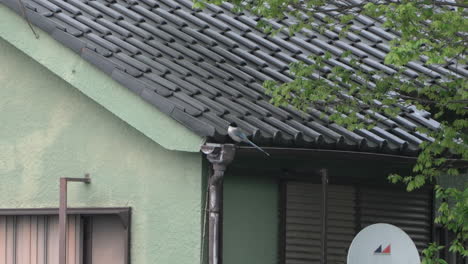 Azure-winged-Magpie-Rested-On-Roof-Gutter-Of-A-House-During-Daytime-In-Tokyo,-Japan
