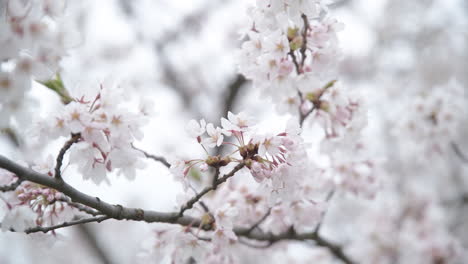 Zitternde-Rosa-Japanische-Kirschblütenblätter-Der-Sakura-An-Einem-Bewölkten-Hellen-Tag