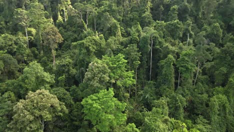 Aerial-ascending-shot-of-tropical-lush-dense-rain-forest-in-Asia