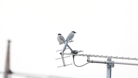 Pair-Of-Azure-winged-Magpie-Birds-Perched-On-Antenna-Against-Bright-Sky-Then-Fly-Away-In-Tokyo,-Japan
