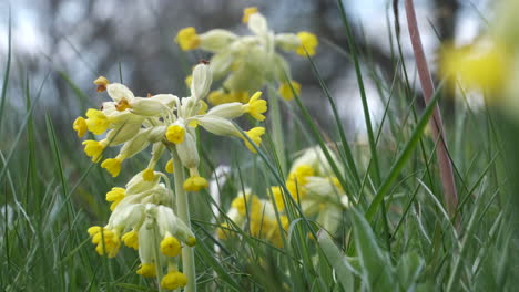 Wilde-Gelbe-Schlüsselblumen-Und-Lila-Frühe-Orchideen,-Die-Auf-Einer-Wilden-Blumenwiese-In-Worcestershire,-England,-Inmitten-Der-Kräftigen-Grünen-Wiesengräser-Blühen