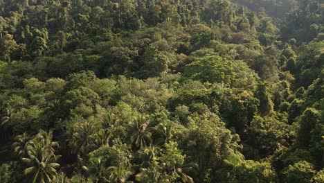 Aerial-slow-tilt-upshot-of-tropical-lush-dense-rain-forest