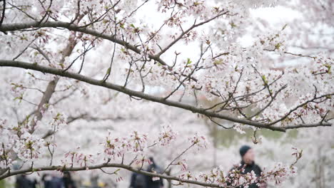 Kirschblüten-Im-Sakura-Park-Von-Vilnius-Mit-Sprießenden-Weißen-Blütenblättern-Und-Genießenden-Menschen