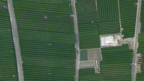 Top-Down-View-Of-Growing-Green-Tea-Farms-In-Spring-At-Kawane,-Shizuoka-Prefecture,-Japan---aerial-drone-shot