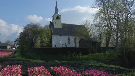 White-church-of-Benningbroek-in-rural-town-of-Holland-with-pink-tulips