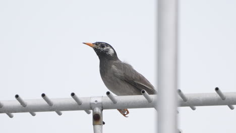 White-cheeked-Starling-Bird-Perching-On-An-Antenna-And-Shrinking-Its-Body-When-Alerted-In-Tokyo,-Japan---close-up