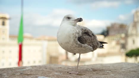 Weißer-Gähnender-Vogel-Mit-Einem-Bein-In-Der-Altstadtkulisse