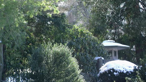 Schnee-Weht-Im-Winter-Von-Den-Bäumen-In-Einem-Japanischen-Garten