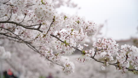Close-Up-of-Japanese-Cherry-Sakura-Blossoming-Petals-on-a-Branch
