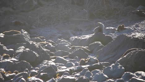 A-static-shot-of-a-Fur-Seal-colony-on-a-rocky-beach-with-low-sun