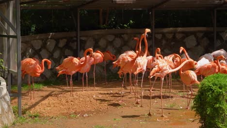 Group-of-Flamingo's-standing-in-zoo-with-two-birds-fighting,-sunny-day