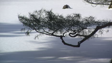 Pine-tree-branches-against-the-background-of-a-frozen-pond