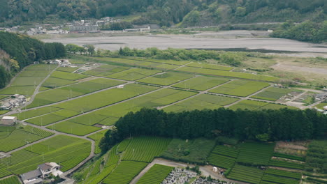 Aerial-View-Of-Lush-Tea-Farms-By-the-River-in-Kawane-Shizuoka,-Japan---drone-shot