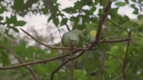 yellow-headed-royal-parrot-On-the-tree