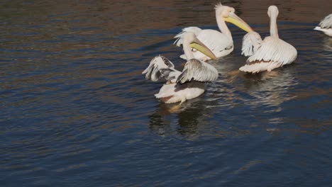 Pelikanfamilie,-Die-An-Einem-Sonnigen-Tag-Ihre-Flügel-Im-Wind-Trocknet,-Während-Sie-Im-Wasser-Schwimmt