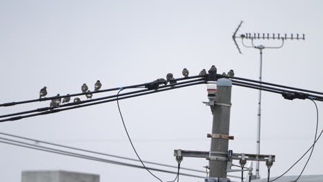 Flock-Of-White-cheeked-Starling-Perched-On-Electrical-Powerline-Against-Gloomy-Sky-In-Tokyo,-Japan