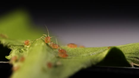 Tracking-insolent-aphid-walking-on-leaf-and-pushing-away-other-aphids-standing-in-its-way