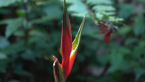 A-cute-Rufous-breasted-hermit-colibri-bird-feeding-on-a-flower-of-Etlingera-elatior-while-in-flight