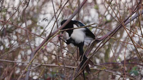 BIRDS---Eurasian-magpie-with-foot-caught-in-string,-stringfoot,-in-Netherlands
