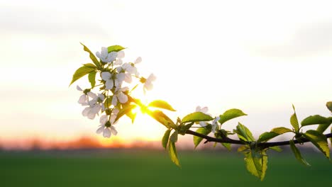 Twig-of-sweet-cherry-tree-with-young-leaves-and-cluster-of-white-flowers-gently-touched-by-wind-and-backlit-by-the-sunset