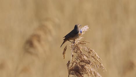 Bluethroat-Bird-Perch-On-Dried-Pampas-Grass