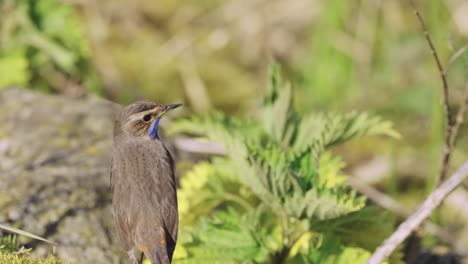 Bluethroat-bird-backside-portrait-in-the-wildlife-with-green-vegetation-background,-blue-birds