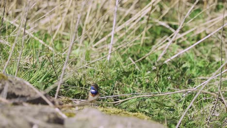 Tiny-bluethroat-bird-wandering-on-mossy-boulder,-dry-reed-and-grass-vegetation-in-the-background