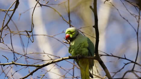 Green-wild-parrot-biting-feet-while-perched-on-tree-branch-in-a-sunny-weather,-low-angle-shot