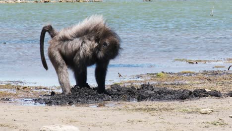 A-large-male-Chacma-baboon-digs-in-the-mud-on-a-windy-day-in-South-Africa