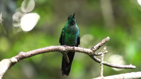 A-cute-female-Green-crowned-brilliant-bird-specimen,-standing-on-a-branch