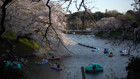 Slow-motion-view-of-beautiful-Chidorigafuchi-moat-with-pink-Cherry-blossom-trees-in-Japan