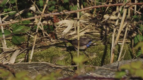 white-spotted-bluethroat-migratory-bird-walking-on-the-ground