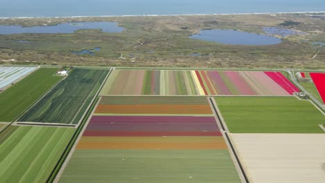 Anbaufläche-Mit-Ikonischen-Holländischen-Tulpenblüten-Neben-Nordseedünen-Und-Küste