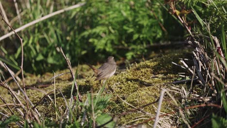 Blaukehlchenvogel,-Der-Auf-Moosigem-Boden-Wandert,-Umgeben-Von-Buschiger-Vegetation-Und-Schilf,-Blaukehlchen