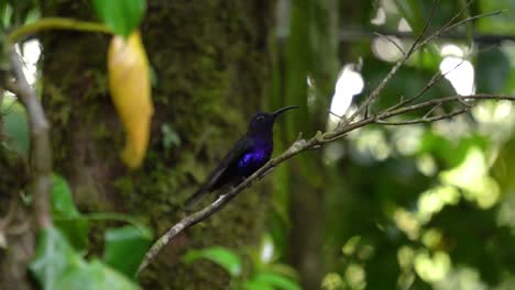 A-beautiful-colibri-bird--standing-on-a-branch