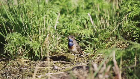 BIRDS---Bluethroat,-or-chat,-stands-on-the-ground-amid-tall-grass,-slow-motion
